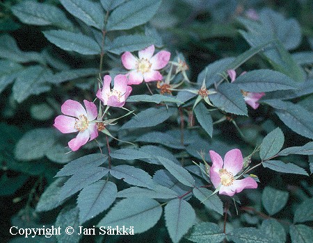 Rosa glauca 